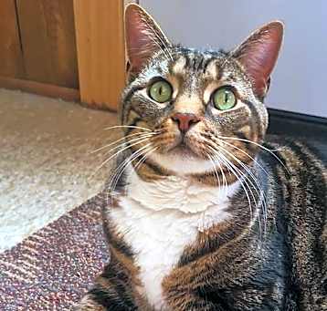 Photo of Scooter