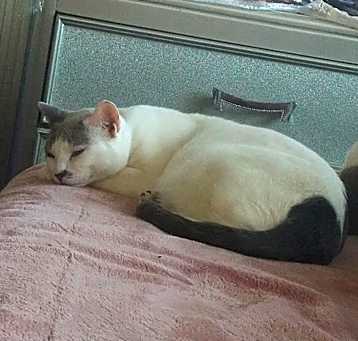 Photo of Cleo