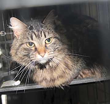 Photo of Daisy Mae (Spayed)