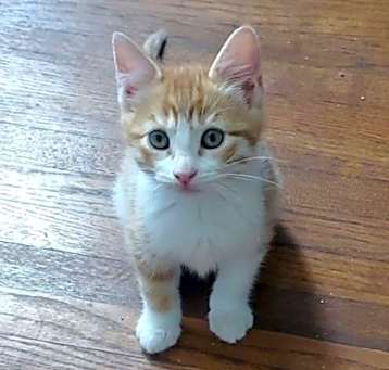 Photo of Maple
