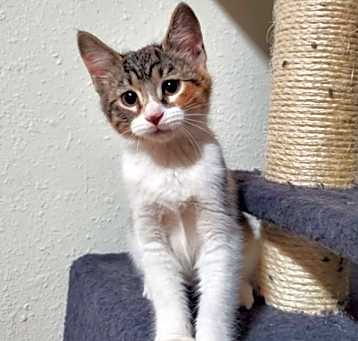 Photo of Corn Chip