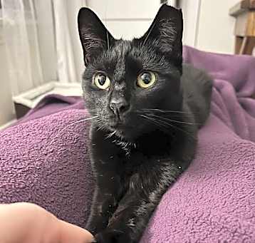 Photo of Dipstick