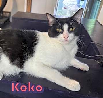 Photo of Koko #laser-enthusiast