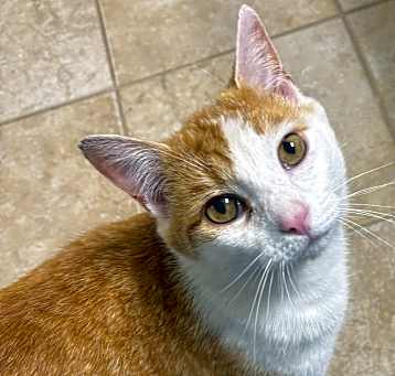 Photo of Roscoe