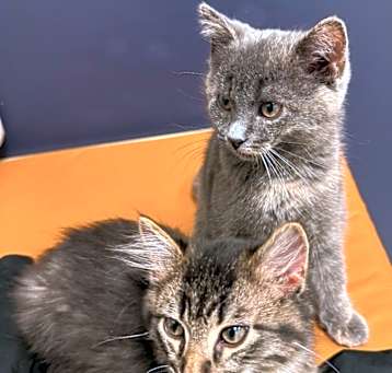 Photo of Georgiana *IN FOSTER*
