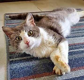Photo of Buddy