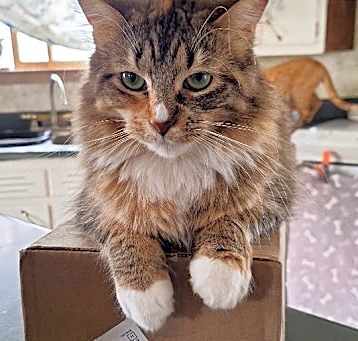 Photo of Katanji