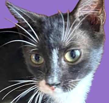 Photo of Mittens