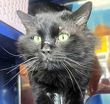 Photo of Furrtivo