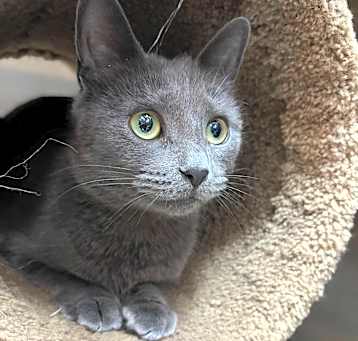 Photo of Ember
