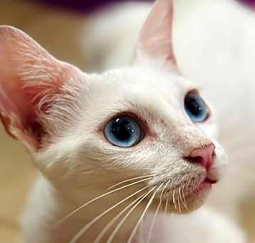 Photo of FURR-Stray-123