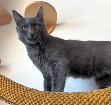 Photo of Percy