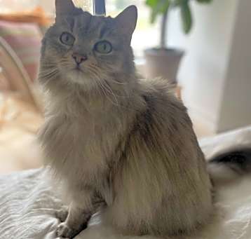 Photo of Mimi- CP