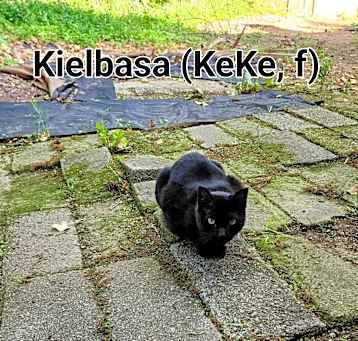 Photo of Kielbasa (KeKe)