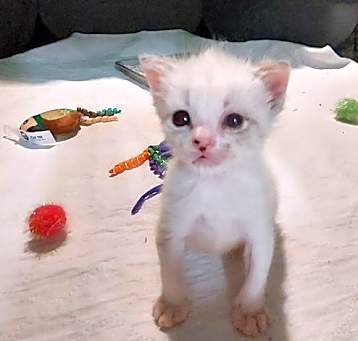 Photo of Mallow