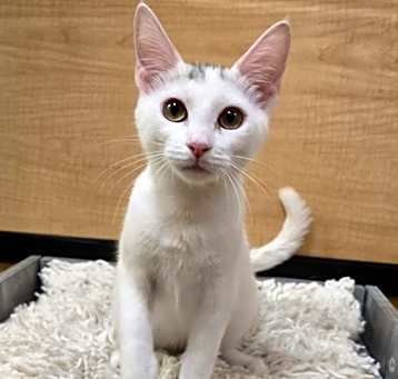 Photo of Hermes