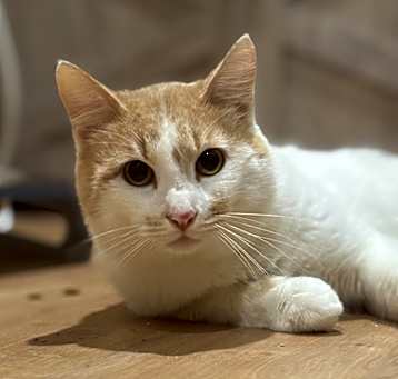 Photo of Pixel