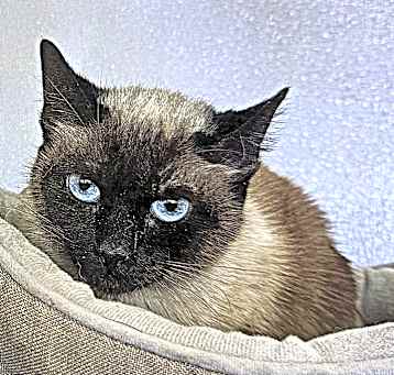 Photo of Chai