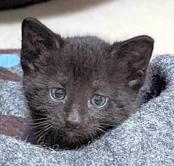 Photo of Kit Kat