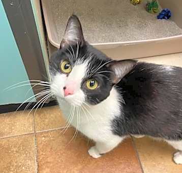 Photo of Glameow