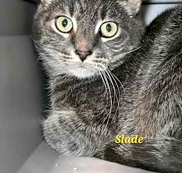 Photo of Slade / Silas