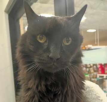 Photo of Wyatt Cat OS NV