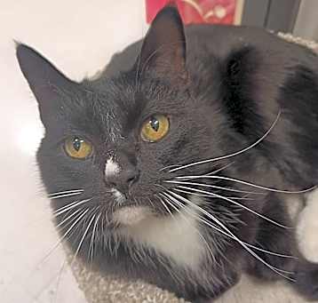 Photo of Pork Chop Cat OS NV
