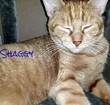 Photo of Shaggy