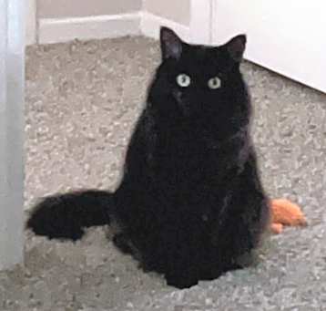 Photo of Nyx