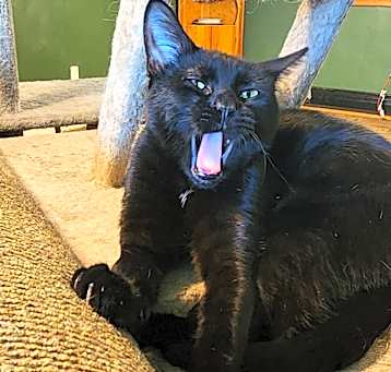 Photo of Hex