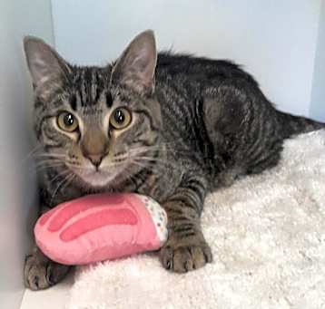 Photo of Ripley
