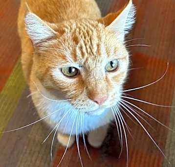 Photo of Leo