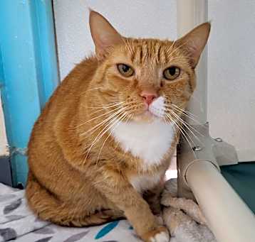 Photo of Paloma 27188