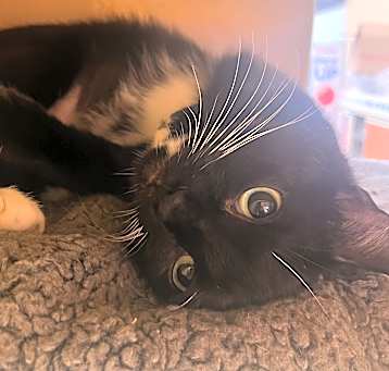 Photo of Mittens