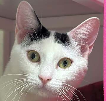 Photo of Calla