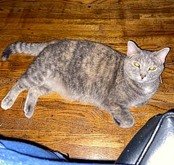 Photo of Gracie