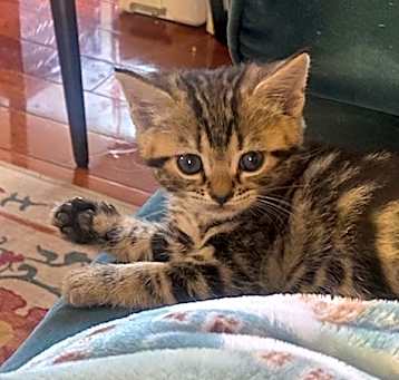 Photo of Poppy