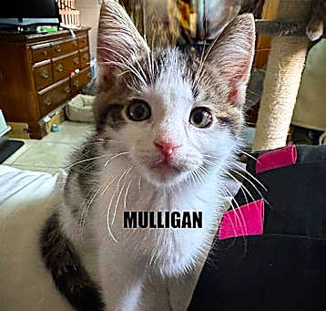 Photo of Mulligan