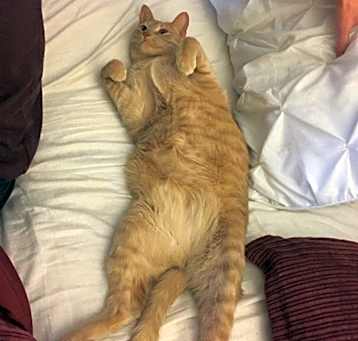 Photo of Peach