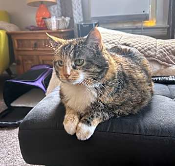 Photo of Cinnamon