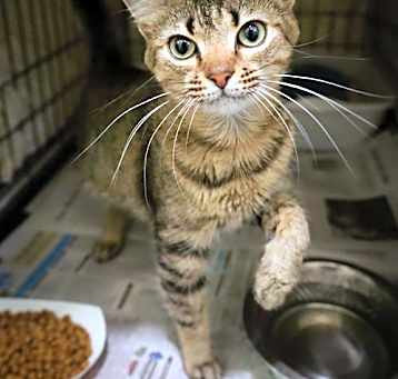 Photo of Lorraine (FCID# 04/22/2025 - 530 Trainer)