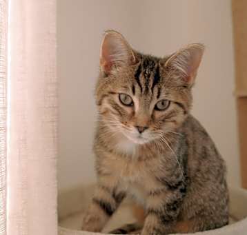 Photo of Mercury