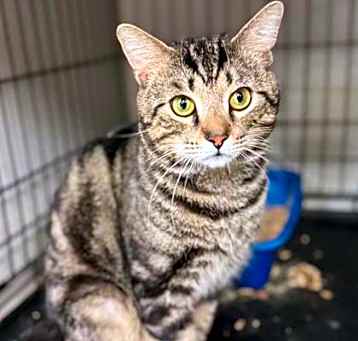 Photo of Shadow