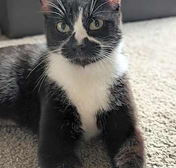 Photo of Mew