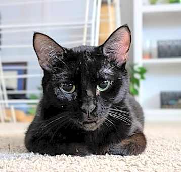 Photo of Spook