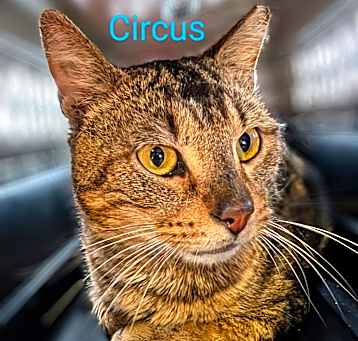 Photo of Circus @PAWZ pet cafe