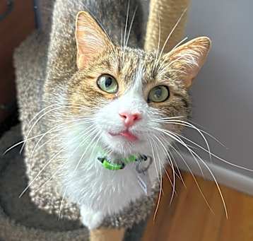Photo of Teddy