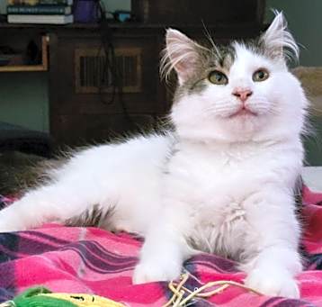 Photo of Bugsy