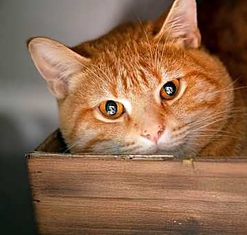 Photo of Simba