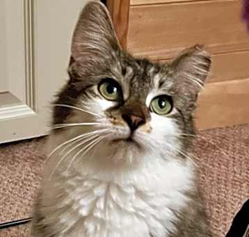 Photo of Sassy